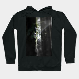 snowy Oregon ferns in trees 3 Hoodie